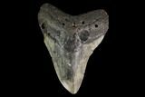 Fossil Megalodon Tooth - North Carolina #147527-1